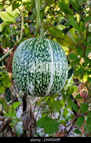 Winterkürbis, Feigenblättriger Gourd, Cucurbita ficifolia, Malabar-Kürbis, Haifischflossenmelone, Der chinesische kadu wächst am Weinstock Stockfoto