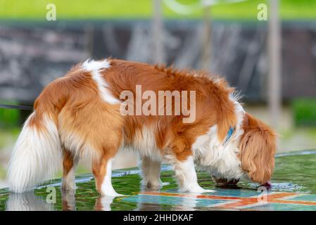 Hund Trinkwasser aus einem Brunnen im Park. Stockfoto