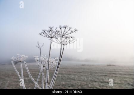 Rottweil, Deutschland. 24th Januar 2022. Auf einer verblassten Pflanze, die im Morgenlicht am Rand eines Feldes stand, hatten sich feine Eiskristalle gebildet. Kredit: Silas Stein/dpa/Alamy Live Nachrichten Stockfoto