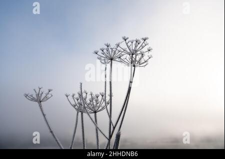 Rottweil, Deutschland. 24th Januar 2022. Auf einer verblassten Pflanze, die im Morgenlicht am Rand eines Feldes stand, hatten sich feine Eiskristalle gebildet. Kredit: Silas Stein/dpa/Alamy Live Nachrichten Stockfoto