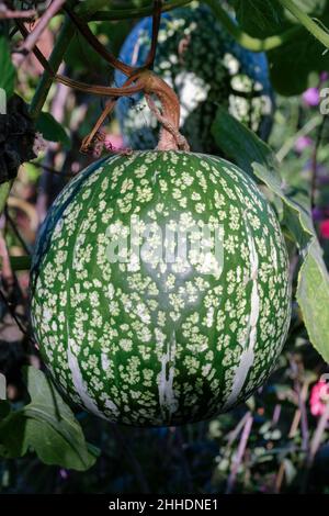 Winterkürbis, Feigenblättriger Gourd, Cucurbita ficifolia, Malabar-Kürbis, Haifischflossenmelone, Der chinesische kadu wächst am Weinstock Stockfoto