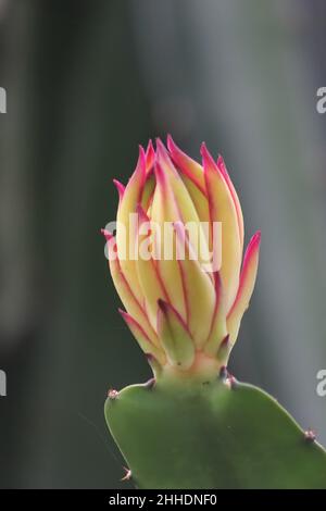 Blume aus Drachenfrucht bereit zu blühen Stockfoto