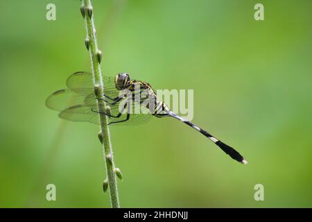 a dragonfly perched on the grass Stockfoto