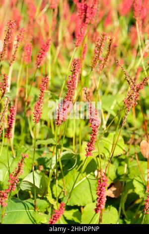 Persicaria amplexicaulis 'Feuertanz'. Knoweed „Feuertanz“. Kleine rosarote Blüten auf hohen Ähren Stockfoto