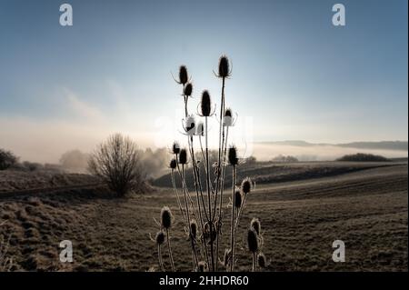 Rottweil, Deutschland. 24th Januar 2022. Karten können im Morgenlicht als Silhouetten am Rand eines Feldes gesehen werden. Kredit: Silas Stein/dpa/Alamy Live Nachrichten Stockfoto