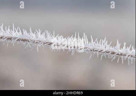 Rottweil, Deutschland. 24th Januar 2022. Auf einem kleinen Ast haben sich feine Eiskristalle gebildet und werden vom Morgenlicht sanft beleuchtet. Kredit: Silas Stein/dpa/Alamy Live Nachrichten Stockfoto