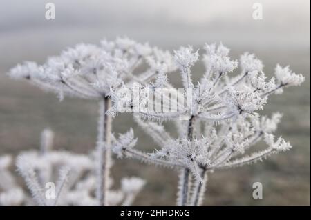 Rottweil, Deutschland. 24th Januar 2022. Auf einer verblassten Pflanze, die im Morgenlicht am Rand eines Feldes steht, haben sich feine Eiskristalle gebildet. Kredit: Silas Stein/dpa/Alamy Live Nachrichten Stockfoto