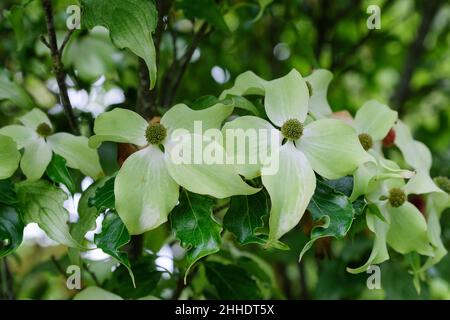 Cornus kousa 'Autumn Rose' hat hellgrüne oder cremig-weiße Blütenblätter Stockfoto