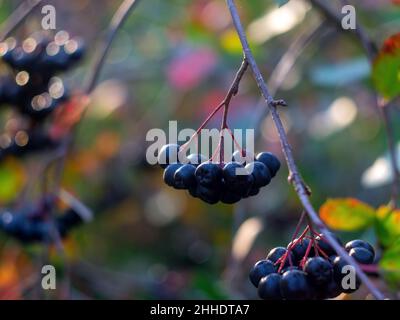 Die Brocken der Apfelbeere auf dem Baum, im Herbst Stockfoto