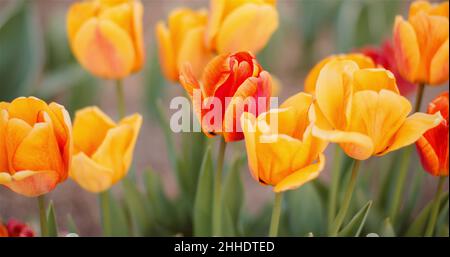 Nahaufnahme der gelben Tulpen, die auf dem Feld auf der Flower Plantation Farm in den Niederlanden blühen. Stockfoto