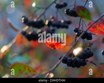 Die Brocken der Apfelbeere auf dem Baum, im Herbst Stockfoto