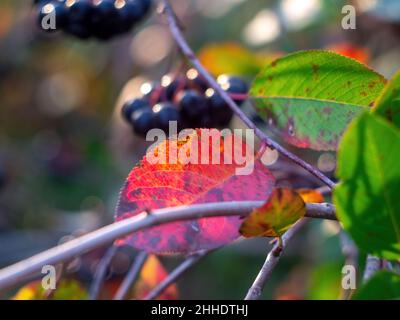 Die Brocken der Apfelbeere auf dem Baum, im Herbst Stockfoto