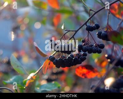 Die Brocken der Apfelbeere auf dem Baum, im Herbst Stockfoto