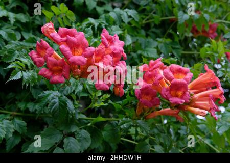 Campsis radicans, die Trompetenrebe, die gelbe Trompetenrebe oder die Trompetenrebe. Holziger Kletterer mit roten Trompetenblüten Stockfoto