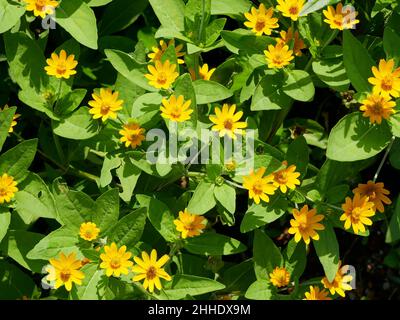 Die Butterblume oder Melampodium paludosum ist ein charmanter Verwandter des beliebten Asters. Gelbe Blüten blühen. Stockfoto