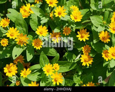 Die Butterblume oder Melampodium paludosum ist ein charmanter Verwandter des beliebten Asters. Gelbe Blüten blühen. Stockfoto