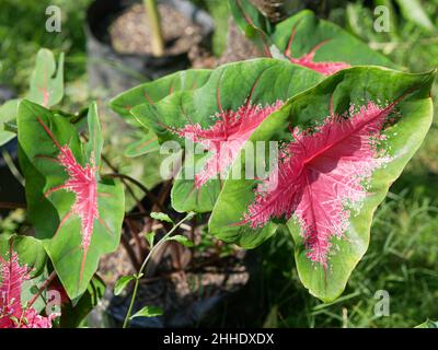 Caladium bicolor mit rosa Blatt und grünen Adern (Florida Sweetheart). Rote jaguar Caladium-Pflanze. Stockfoto