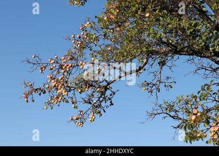 Wilde gelbe Pflaume auf den Ästen des Baumes Stockfoto