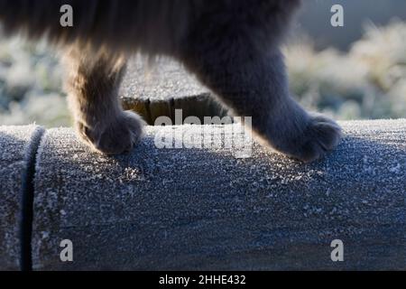 Detail der Pfoten einer Katze, die an einem sonnigen Tag im Winter auf einem gefrorenen Holzgeländer läuft Stockfoto