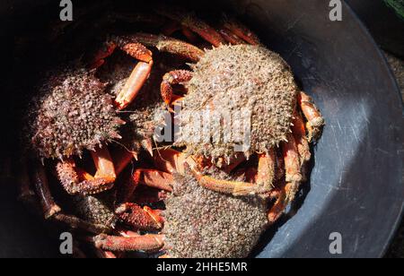 Mehrere frisch Gefangene Spinnenkrabben in einem schwarzen Eimer bei ihrer Ankunft im Fischereihafen zum Verkauf. Stockfoto