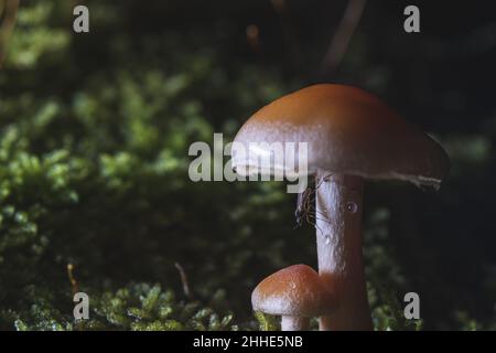 Makroaufnahme eines Pilzes mit einer Mücke darauf. Aufgenommen an einem nassen Tag im Wald. Stockfoto