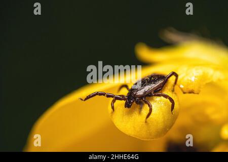 Eine Makroaufnahme einer Zecke, die auf einer gelben Blume wartet, um einen Wirt zu befallen. Stockfoto