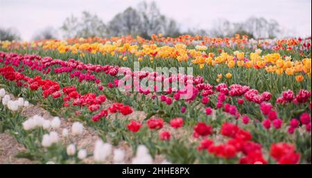 Schöne rote und gelbe Tulpen blühen auf dem Feld. Tulpen Blumenproduktion in den Niederlanden Stockfoto