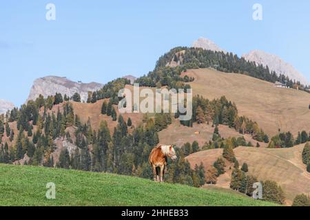 Haflinger (Avelignese) rast auf einer Hochalm auf der Seiser Alm, Südtirol, Italien Stockfoto