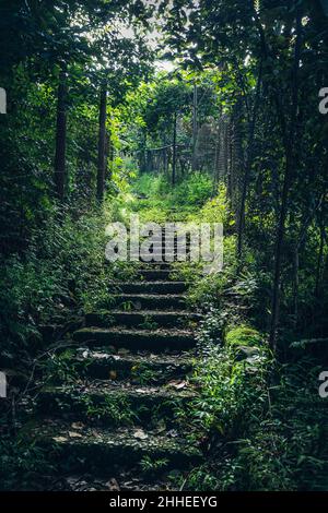 Steintreppen, die zwischen Bäumen, Sträuchern, einem Zaun aus Draht auf beiden Seiten emporragen, in der Mitte eine Lücke. Verzauberter Ort. Wunderschöne Natur. Reisen Stockfoto