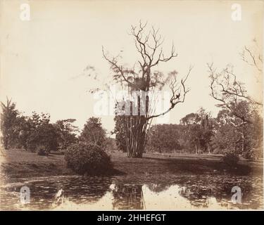 [Botanischer Garten, Kalkutta] 1850s Captain R. B. Hill British. [Botanischer Garten, Kalkutta] 287841 Stockfoto