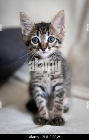 Nahaufnahme eines entzückenden Kätzchens, das auf der Couch sitzt Stockfoto