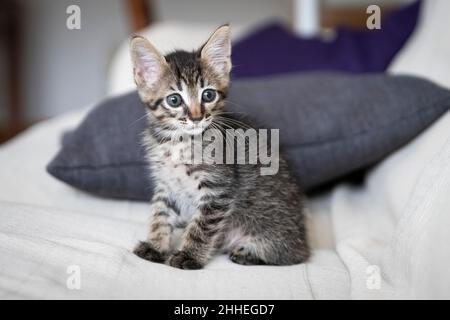 Nahaufnahme eines entzückenden Kätzchens, das auf der Couch sitzt Stockfoto