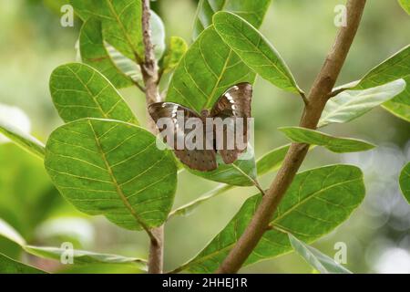 Ein schöner gemeiner Baron (Euthalia aconthea), der auf einem Blatt ruht, dessen Flügel in einem Garten in Mangalore, Indien, offen verteilt ist. Auch einfach bekannt als Baron. Stockfoto