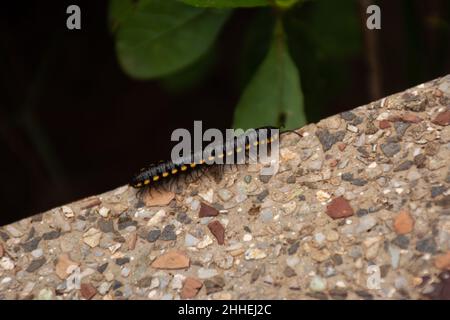 Ein Gelbfleckiger Tausendfüßler (Harpaphe haydeniana), der an einer Wand im Garten aufkriecht. Stockfoto