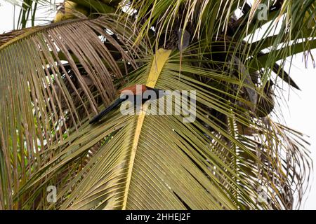 Ein schöner schwarz-brauner Großcoucal (Centropus sinensis), der auf einer Kokunussebaumwedel thront. Auch bekannt als Krähenfaasant. Stockfoto