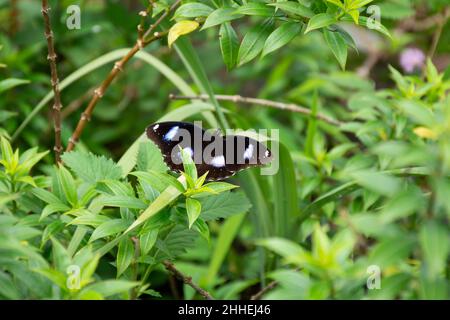 Eine wunderschöne große Eggfliege (Hypolimnas bolina), auch Blaumondschmetterling oder gewöhnliche Eggfliege genannt, ruht unter grünen Blättern im Garten in Mangal Stockfoto