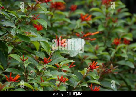 Ein schöner männlicher Lemon Emigrant (Catopsilia pomona), der im Garten von Mangalore, Indien, Feuerbuschblumen füttert. Stockfoto