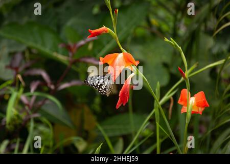 Ein wunderschöner Blauer Tiger (Tirumala limniace), der auf einer roten Gladiolusblume im Garten in Mangalore, Indien, ruht. Stockfoto