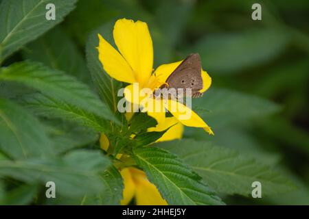 Ein indischer Palmenbob (Suastus gremius), der sich im Garten in Mangalore, Indien, von einer leuchtend gelben Erle (Turnera ulmifolia) ernährt. Stockfoto