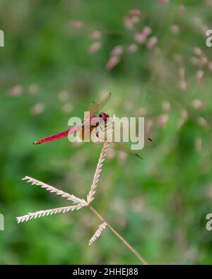 Seitenansicht eines schönen männlichen Crimson Marsh Gliders (Trithemis aurora), der auf einem Schilf im Garten von Mangalore, Indien, ruht. Stockfoto