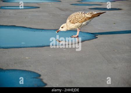 Möwe, Spiegelung einer einzelnen Möwe auf einem kleinen Teich. Stockfoto