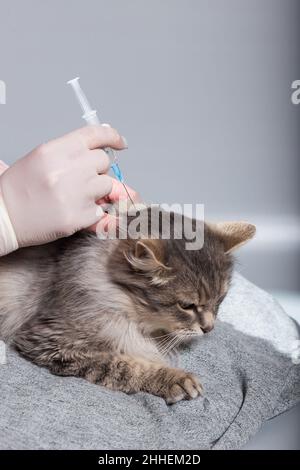 Hand mit Spritze eine Spritze für grrey Katze machen, Nahaufnahme auf grauem Hintergrund. Stockfoto