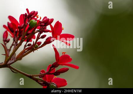 Eine rote Blume, allgemein bekannt als Peregrina oder würziger Jatropha, ist eine Art blühender Pflanze aus der Familie der Sperlingsgewächse, der Phragaceae, die in Cu beheimatet ist Stockfoto