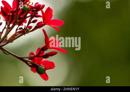 Eine rote Blume, allgemein bekannt als Peregrina oder würziger Jatropha, ist eine Art blühender Pflanze aus der Familie der Sperlingsgewächse, der Phragaceae, die in Cu beheimatet ist Stockfoto