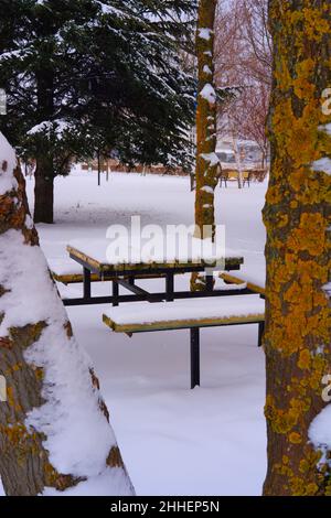 Hölzerner Picknicktisch und Bänke unter Schnee in Kiefern an einem kalten Wintertag Stockfoto