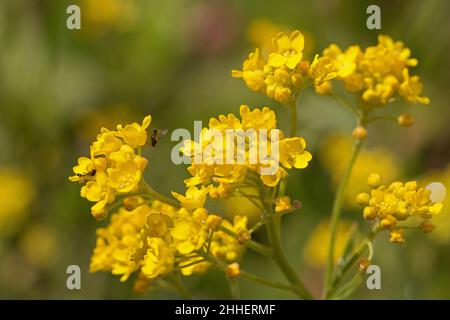 Leuchtend gelbe Alyssum-Blüten, Aurinia saxatilis, Goldkorb, goldenes Büschel- oder Madwort, Nahaufnahme Stockfoto