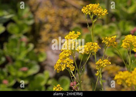 Sommerblumen; leuchtend gelbe Alyssum-Blüten, Aurinia saxatilis, Goldkorb, goldener Büschel oder Madwort, wächst in einem Steingarten, Shropshire, Großbritannien Stockfoto