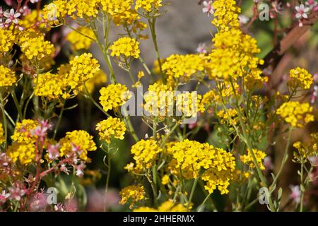 Leuchtend gelbe Alyssum-Blüten, Aurinia saxatilis, Goldkorb, goldenes Büschel- oder Madwort, blühend im Sommer Stockfoto