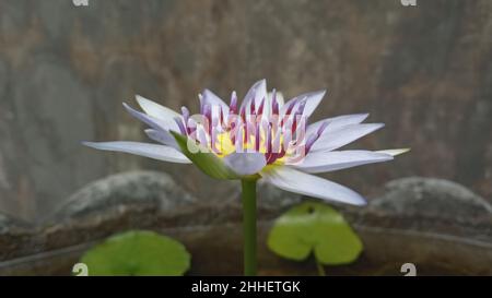 Nahaufnahme der blühenden nymphaea caerulea, auch bekannt als ägyptischer Lotus oder blaue Seerose Stockfoto