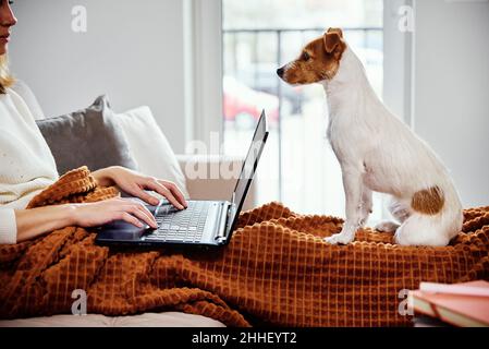 Frau liegt auf der Couch mit Hund und verwenden Laptop für die Arbeit. Heimarbeitsplatz, Telearbeit Stockfoto